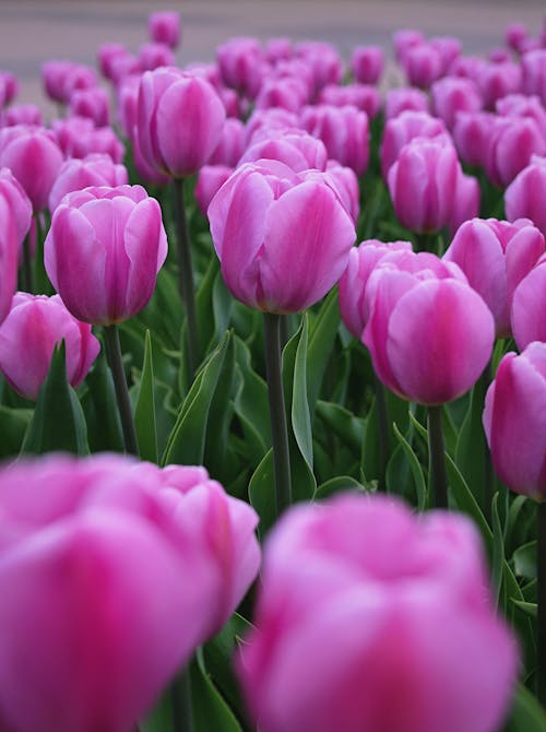 Free A Field of Pink Tulips Stock Photo