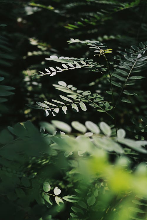 robinia pseudoacacia, 垂直ショット, 閉じるの無料の写真素材