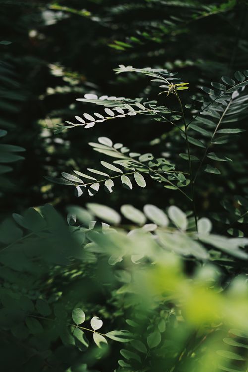 Free Discover the beauty of lush Robinia foliage captured in natural light, showcasing verdant green leaves. Stock Photo