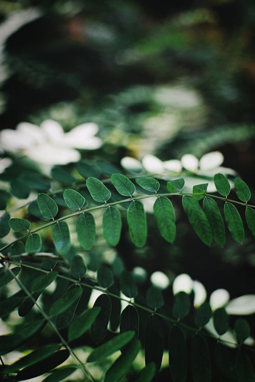 Free Detailed view of vibrant green plant leaves, showcasing natural beauty. Stock Photo