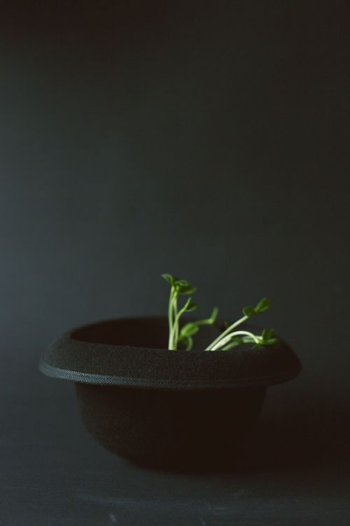 Free A creative photograph of sprouts growing from a black hat on a dark background. Stock Photo