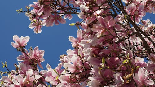 Free Gratis stockfoto met blauwe lucht, bloeiend, bloeiende boom Stock Photo