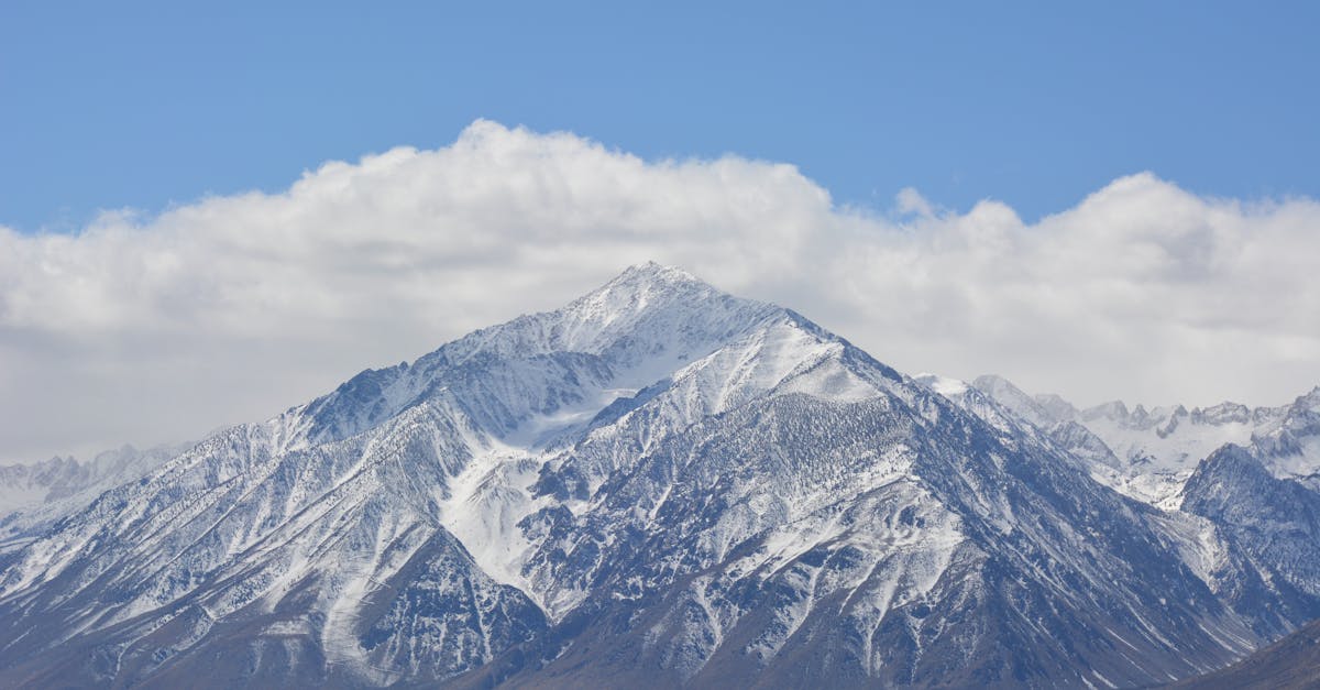 How to draw a snowy owl easy