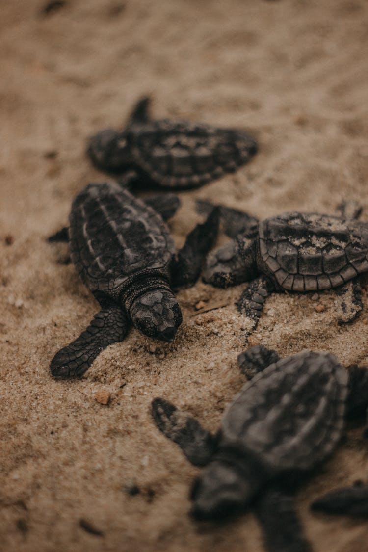 Baby Turtles In The Sand