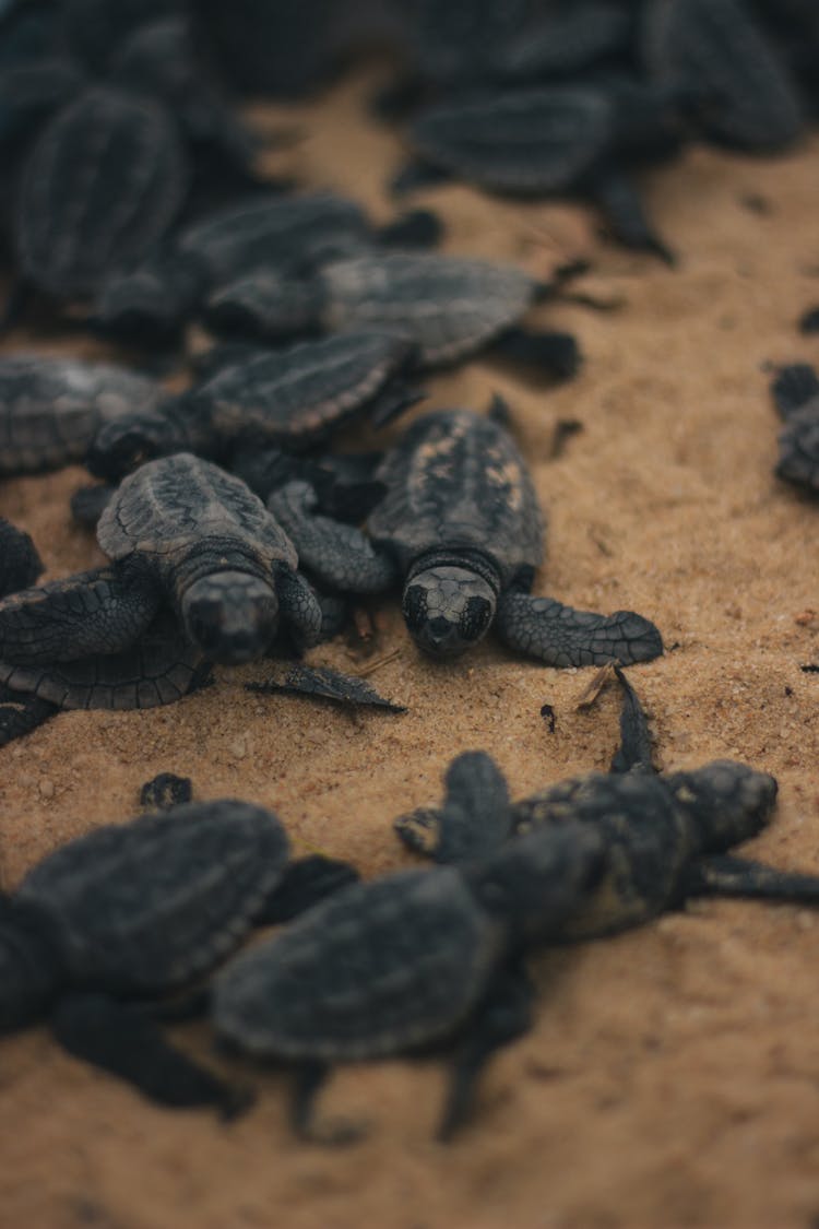 Black Baby Turtles On Sand