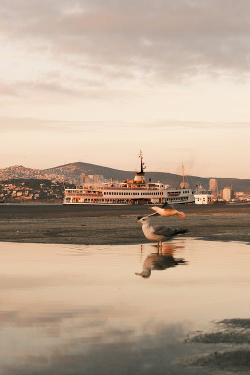 Fotos de stock gratuitas de agua, aves, barco