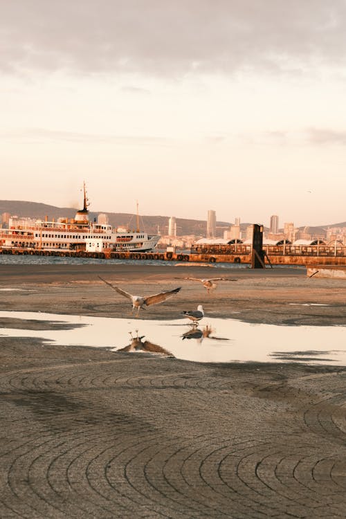 Gratis lagerfoto af badebro, birds_flying, dyster himmel