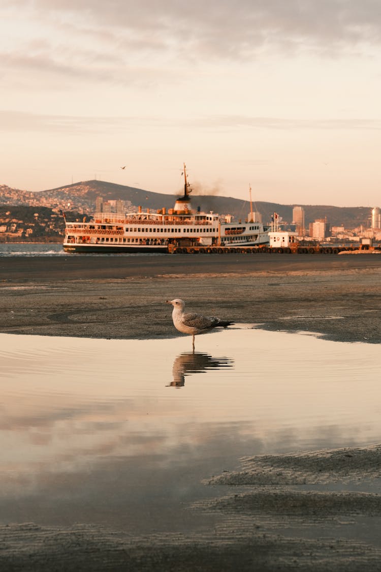 Seabird On A Puddle Of Water