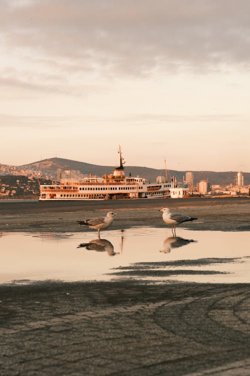 Fotobanka s bezplatnými fotkami na tému európsky herný čajok, fotografovanie vtákov, loď
