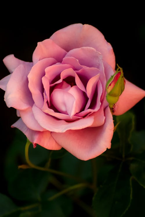 A Pink Rose and a Flower Bud in Close-up Shot
