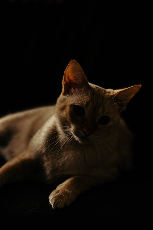 Close-Up Shot of a Cat 