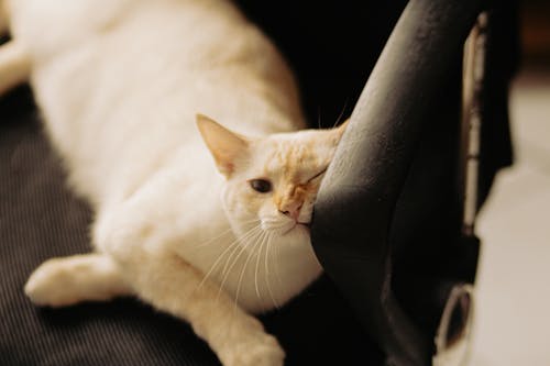 Free White Cat Lying on Black Textile Stock Photo