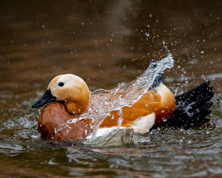 Ruddy Shelduck