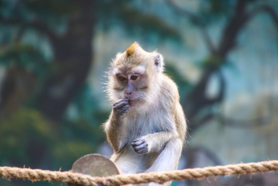 Wildlife Photo of Rhesus Macaque Monkey.