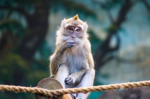 Brown Monkey on Brown Rope Eating