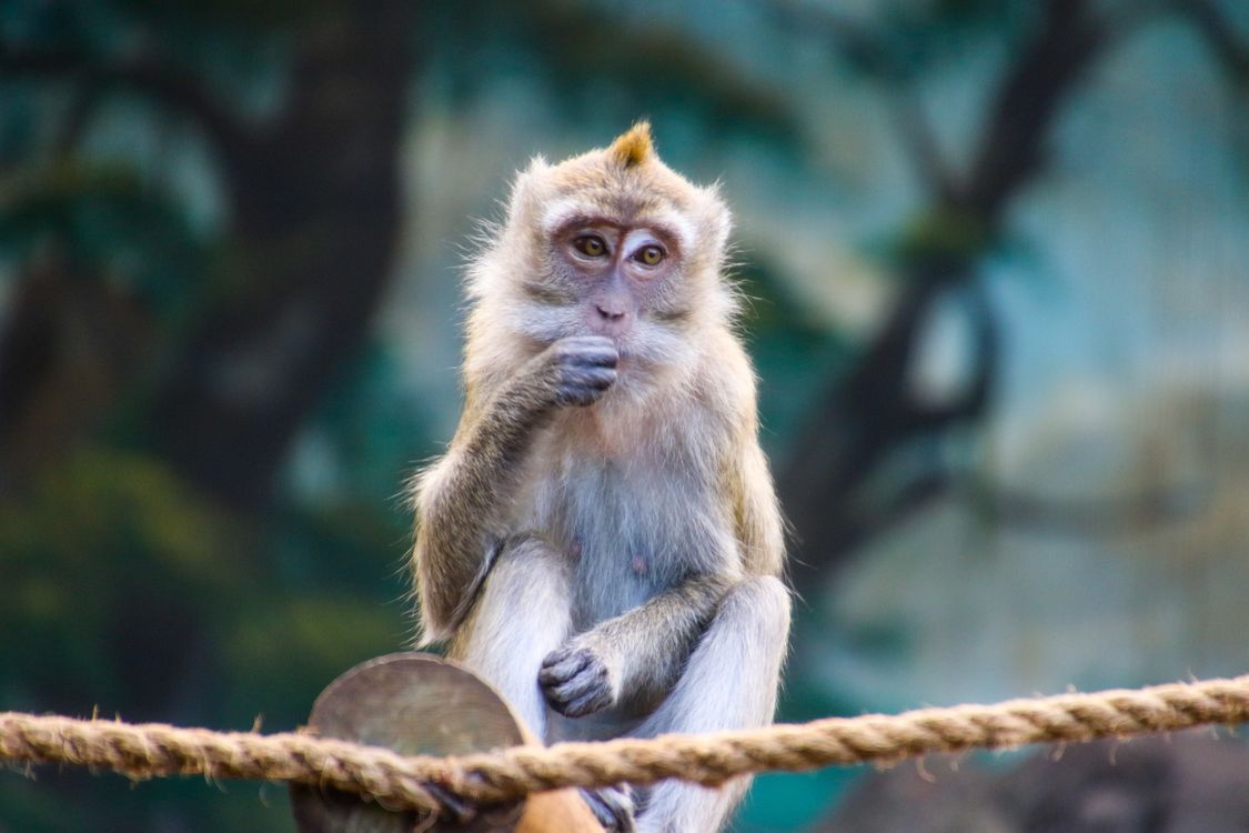 Brown Monkey on Brown Rope Eating · Free Stock Photo