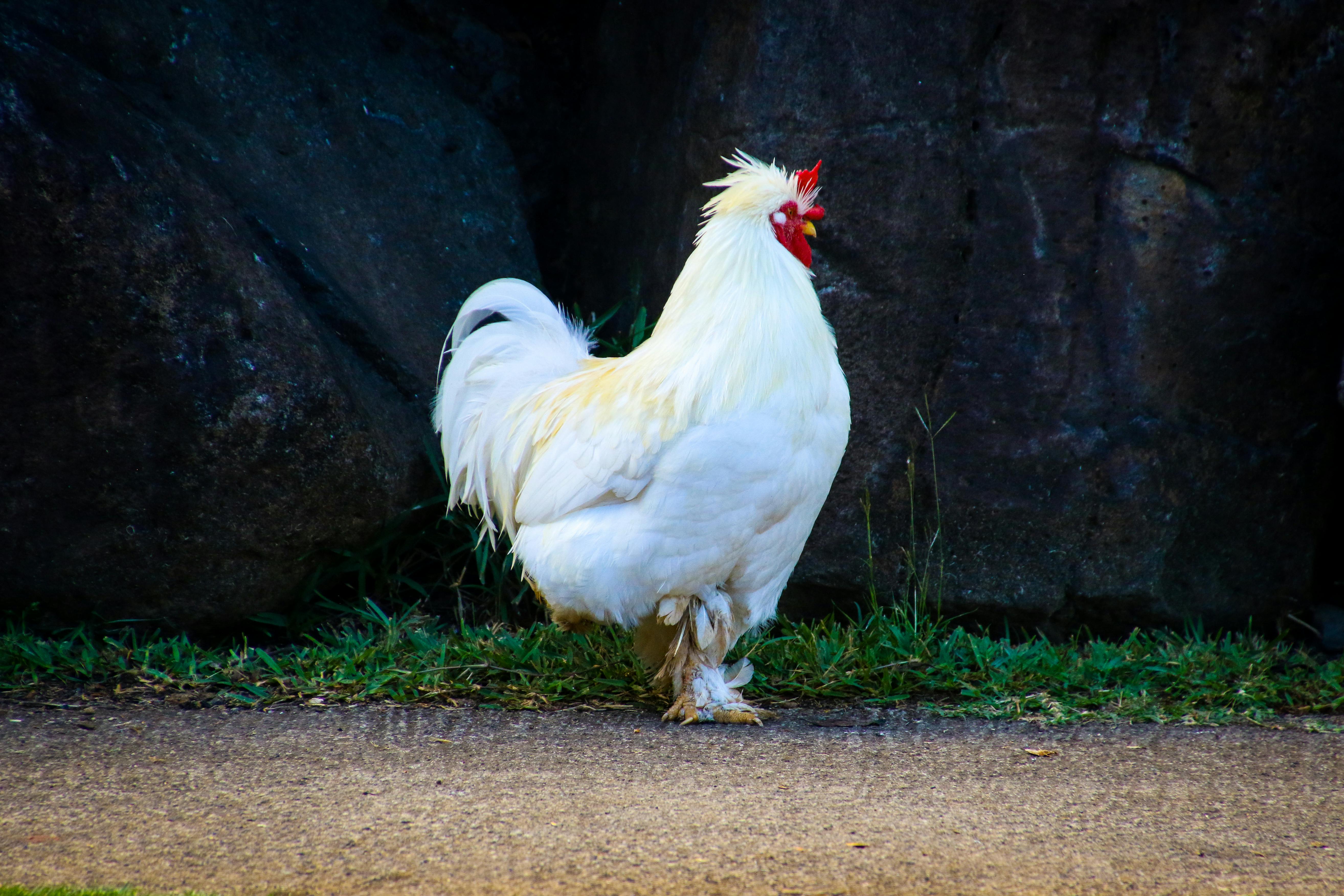 Free stock photo of animal, bird, chicken
