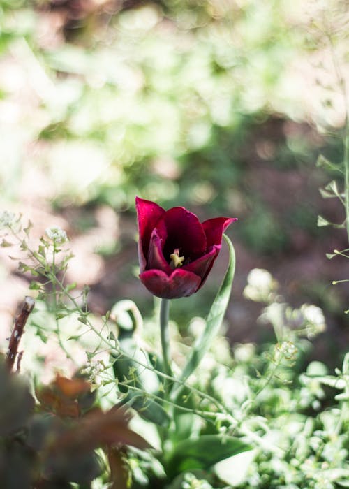 Darmowe zdjęcie z galerii z czerwony tulipan, delikatny, flora