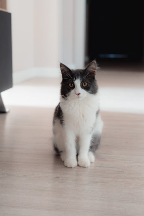 Free White and Black Cat on Brown Wooden Floor Stock Photo