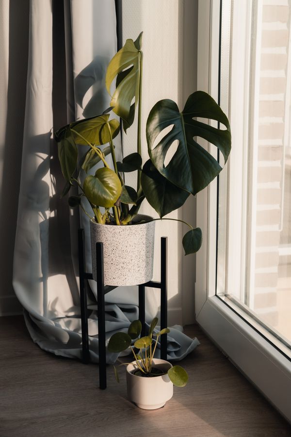 A monstera in a white pot on a black metal stand by a window