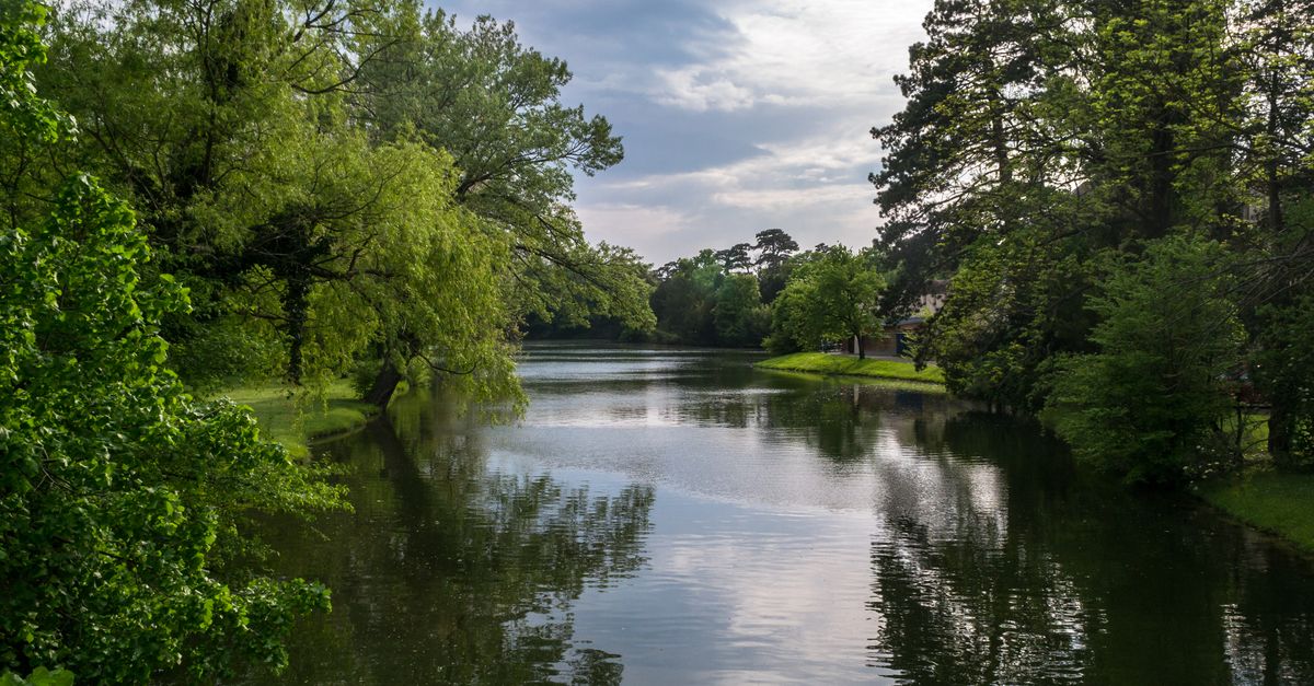 Peaceful river scene with reflections and lush trees in a tranquil Austrian forest, perfect for nature lovers.
