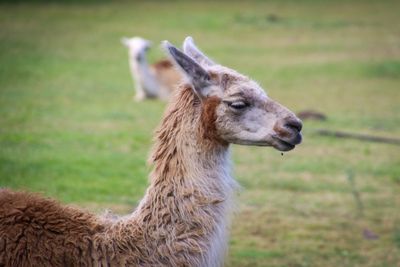 Lama Portrait
