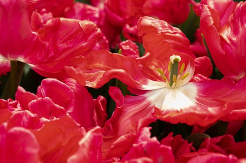 免费 植物群, 特写, 紅色的花朵 的 免费素材图片 素材图片