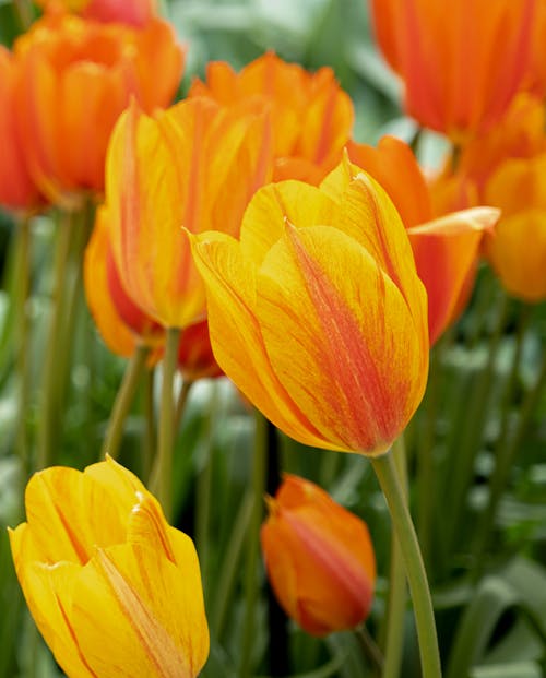 A Garden of Yellow and Orange Tulip Flowers Blooming