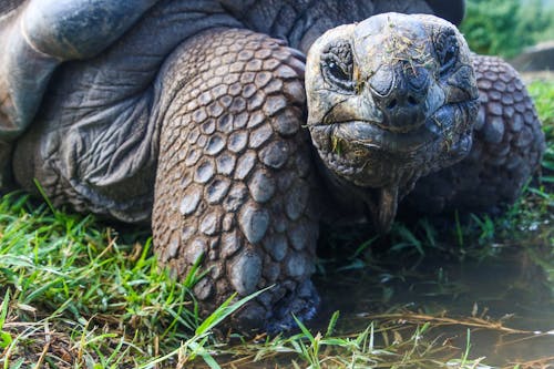 Free Closeup Photo of Galapagos Tortoise Stock Photo