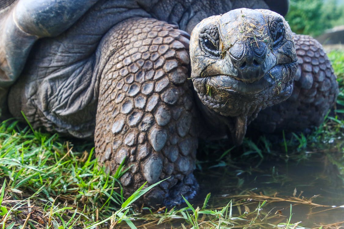 Kostenlos Nahaufnahmefoto Der Galapagos Schildkröte Stock-Foto