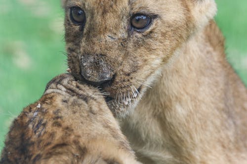 Aslan Yavrularının Fotoğrafı