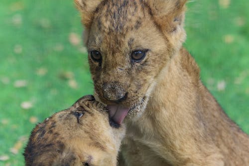 Closeup Photo of Lions Cubs.