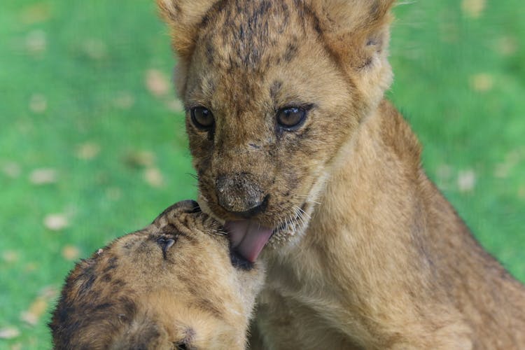 Closeup Photo Of Lions Cubs.