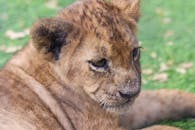 草地上，可爱的幼狮放松身心，展现野生动物的美丽