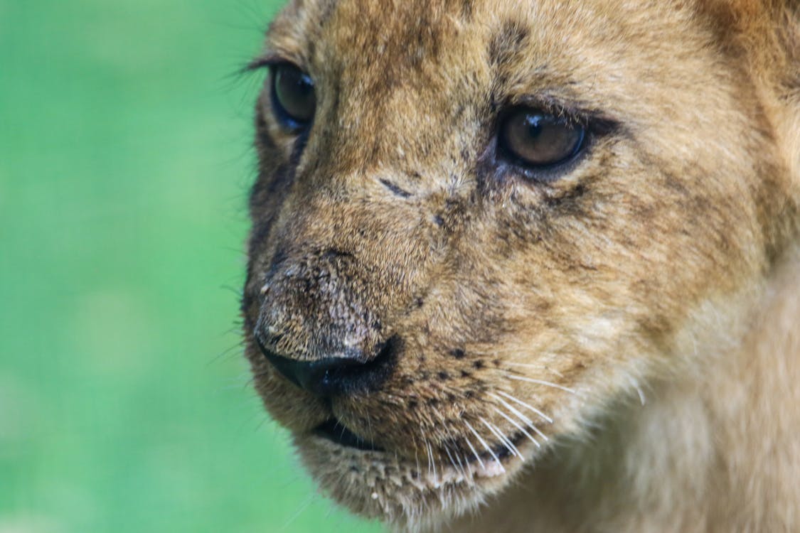 Brown Cub Nella Fotografia A Fuoco Poco Profondo