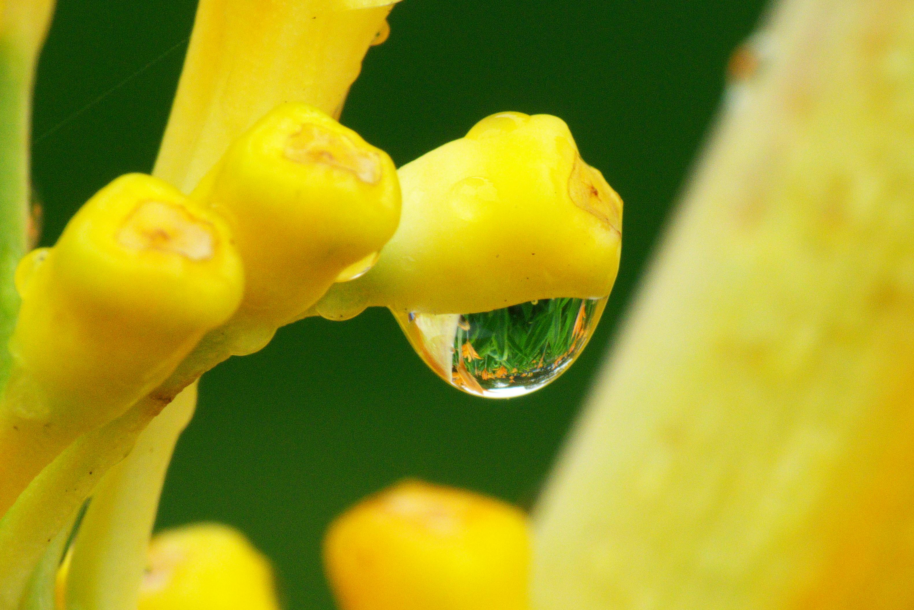 Free stock photo of dew, droplet, macro