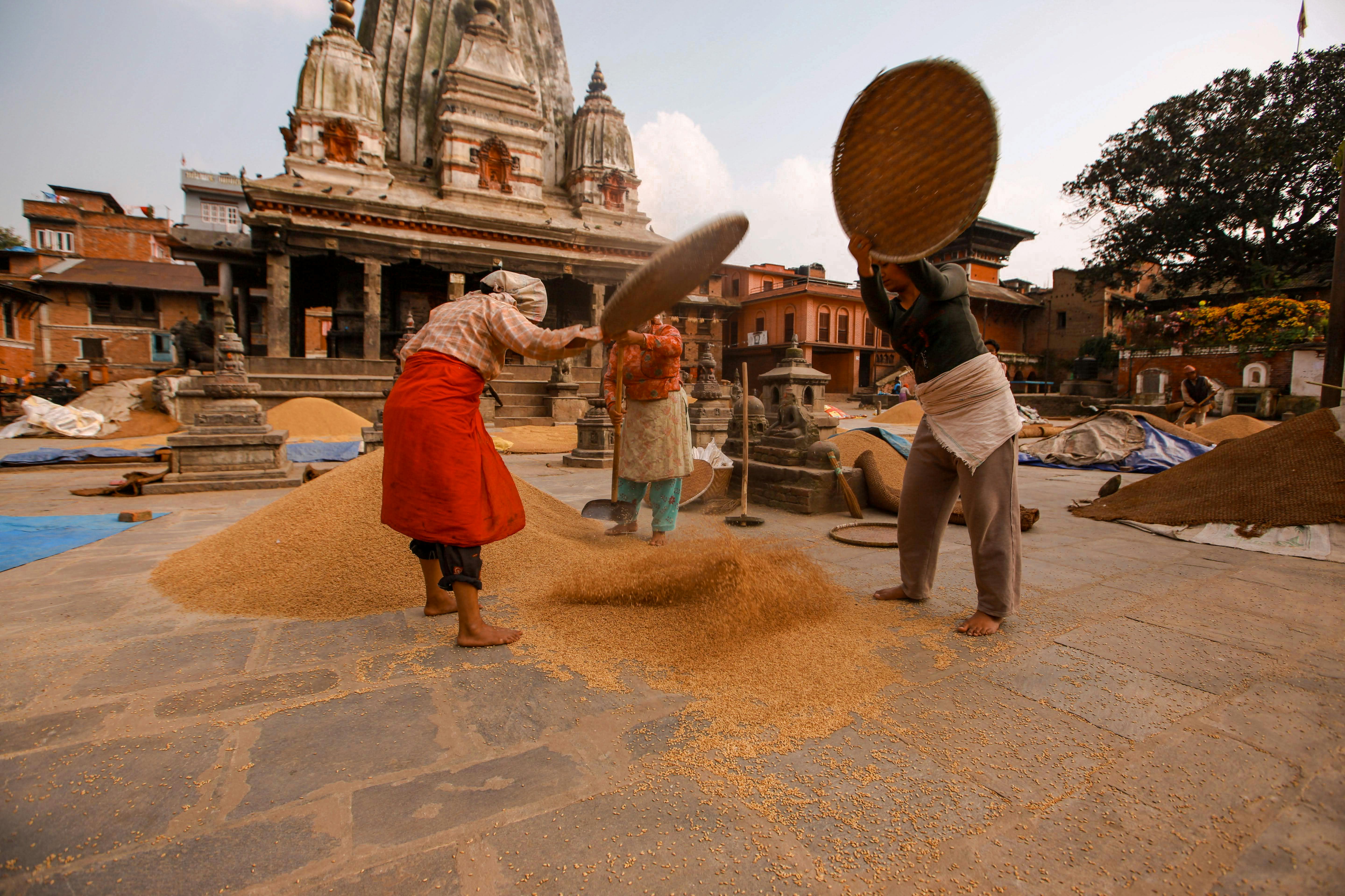 Farmers winnowing rice grains outdoors near a historic temple, showcasing traditional agriculture methods.