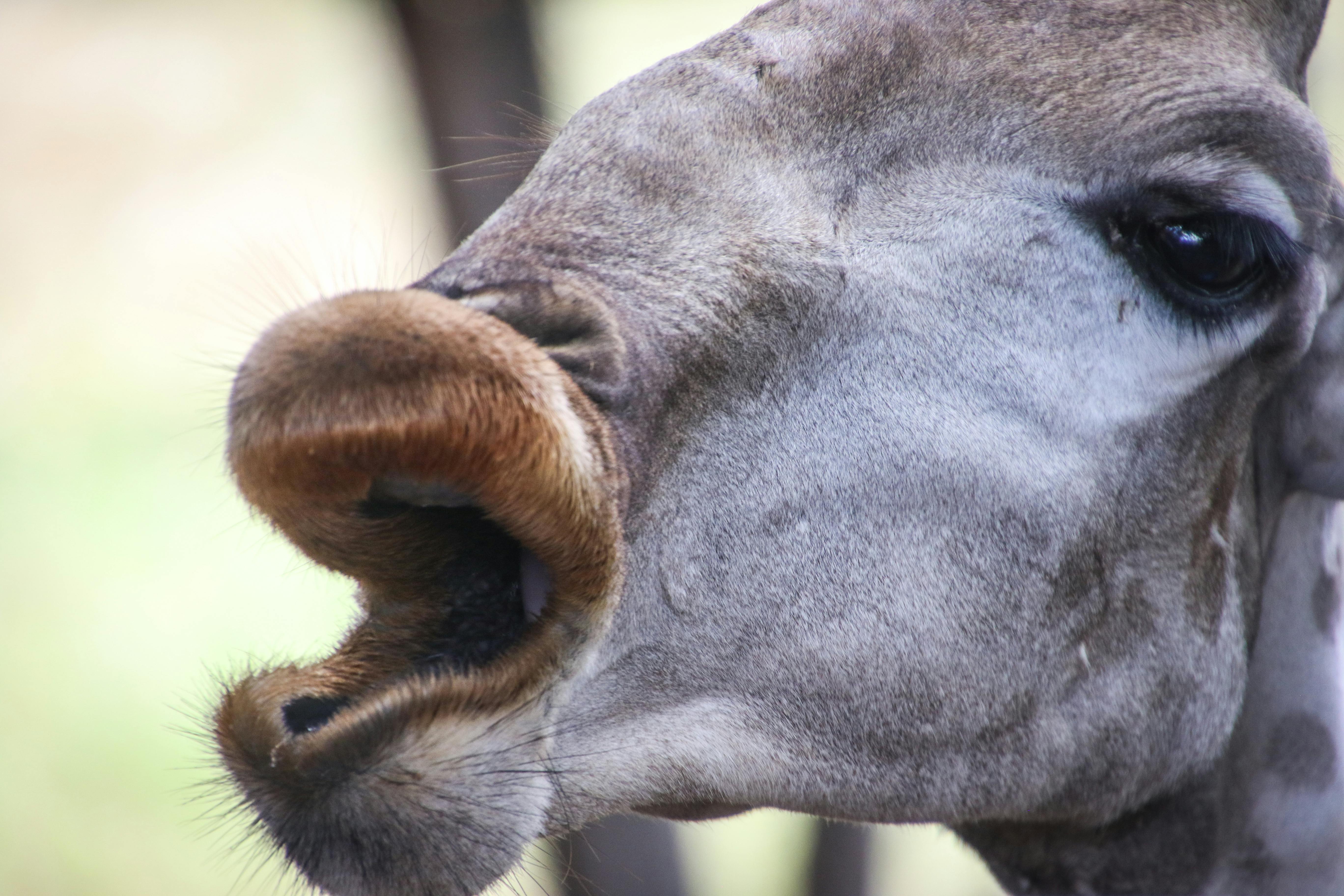 Photo Gratuite De Amusant Animal Drôle