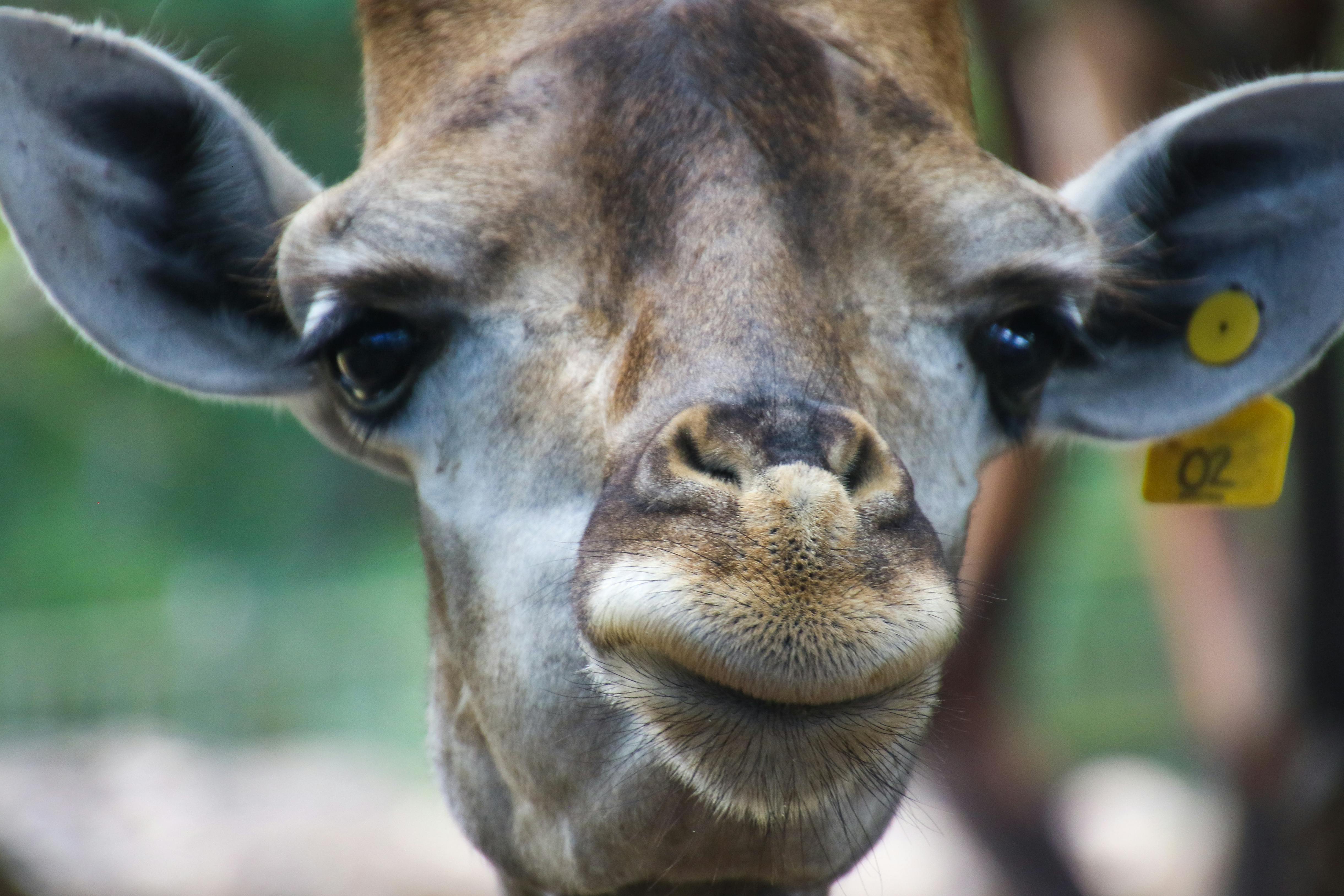 Closeup Photo of Giraffe\'s Face