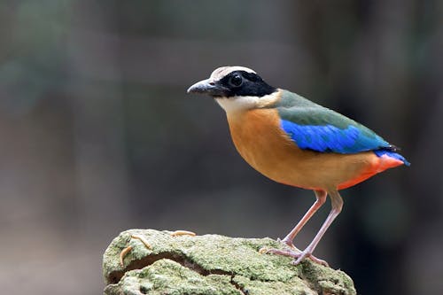 Оранжевый синий зеленый и белая птица на скале