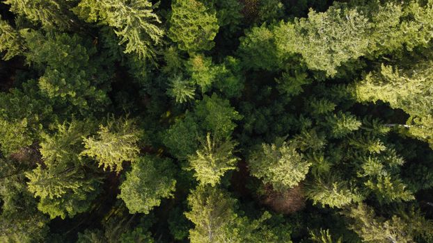 Aerial drone shot capturing dense green forest canopy in Rüderswil, Switzerland.