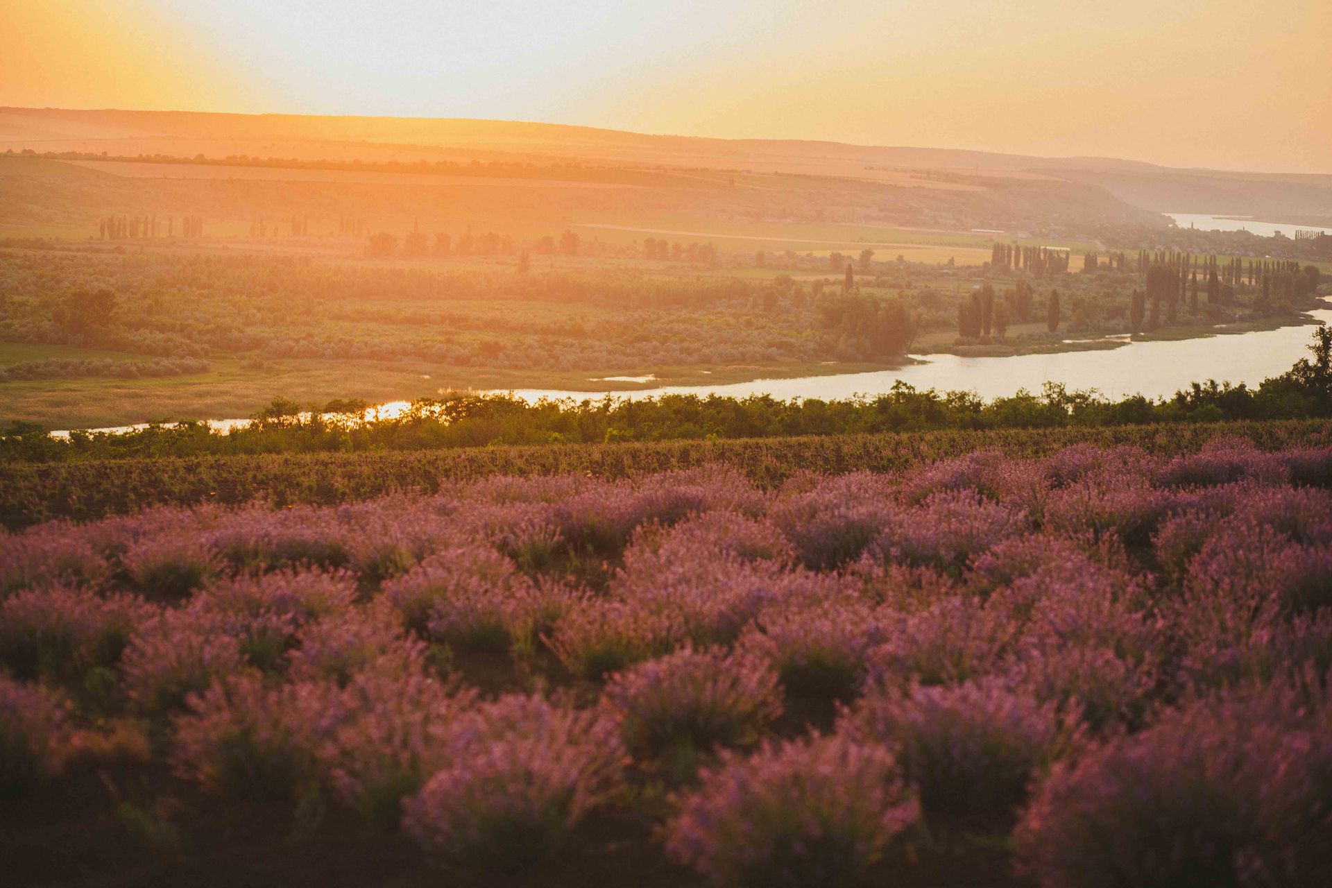 Lavender fields basking in warm sunset light, overlooking a tranquil river in lush countryside.