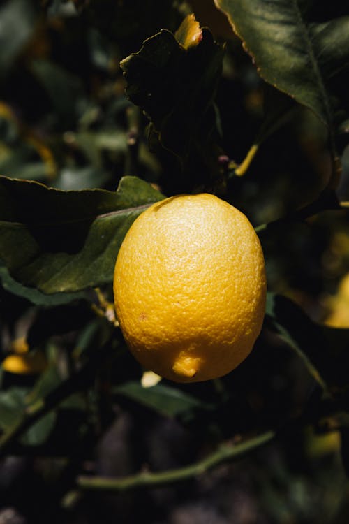 Gratis stockfoto met citroen, citron, depth of field