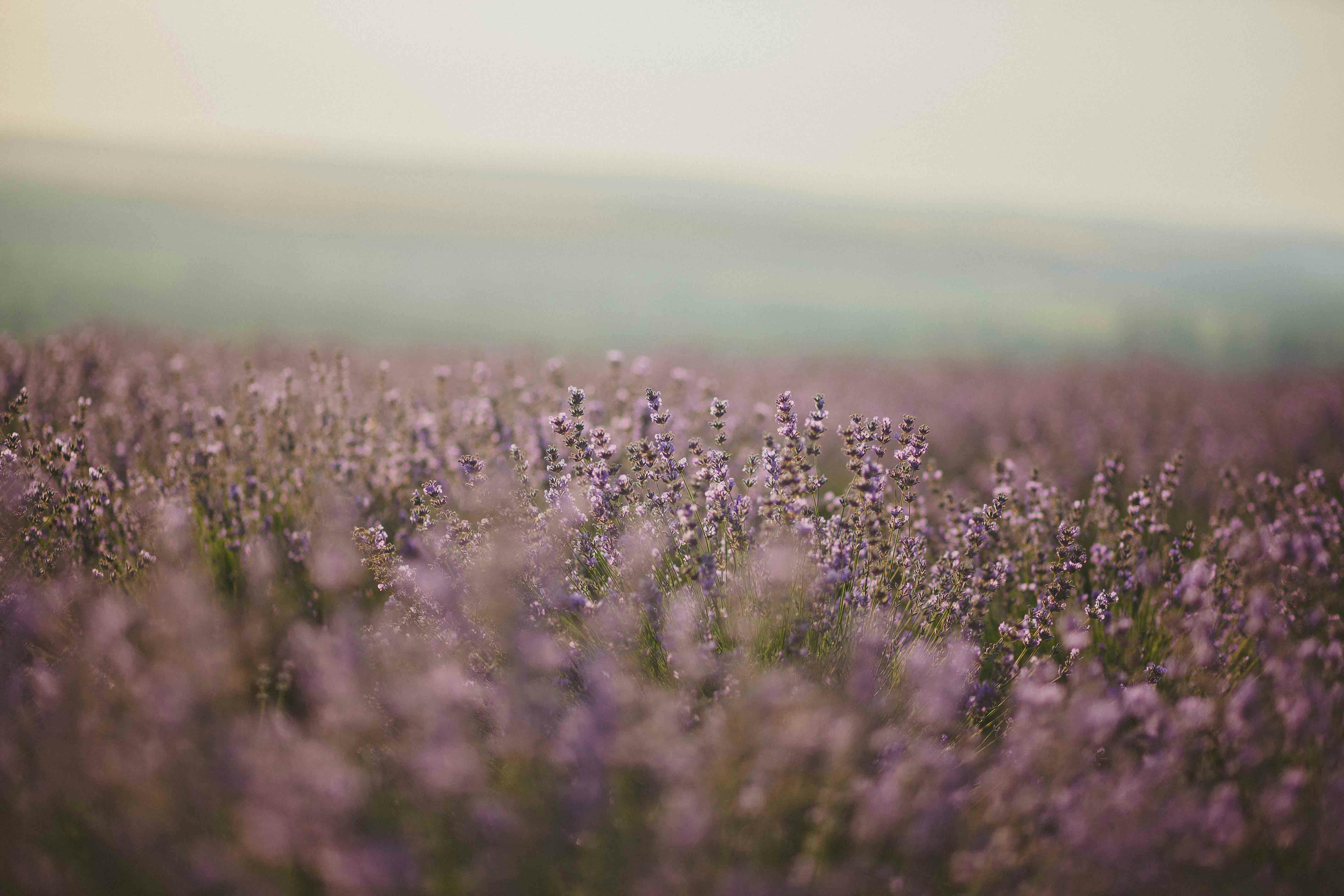 Lavender Field Flowers Wallpaper  1080x1920