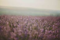 宁静的薰衣草田在阳光下盛开，展现着大自然的美丽