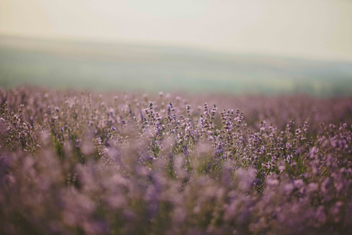 Free Lavender Flower Field Stock Photo