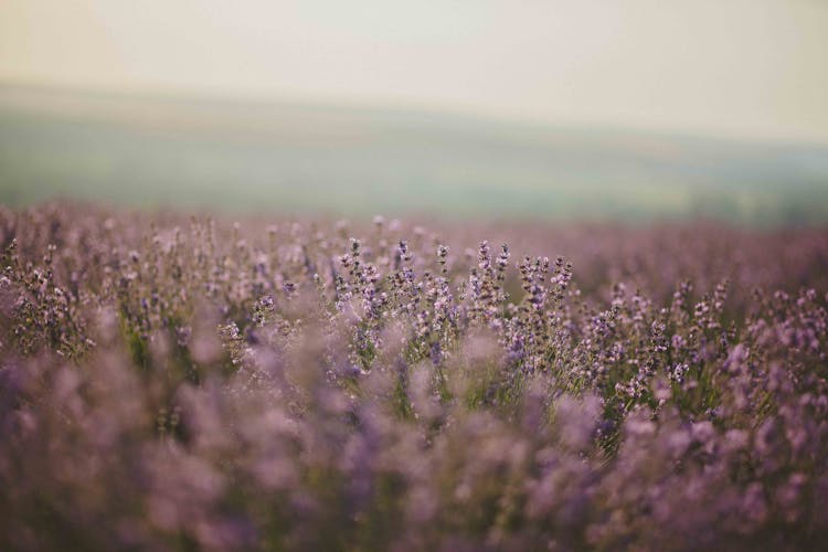 Lavender Flower Field