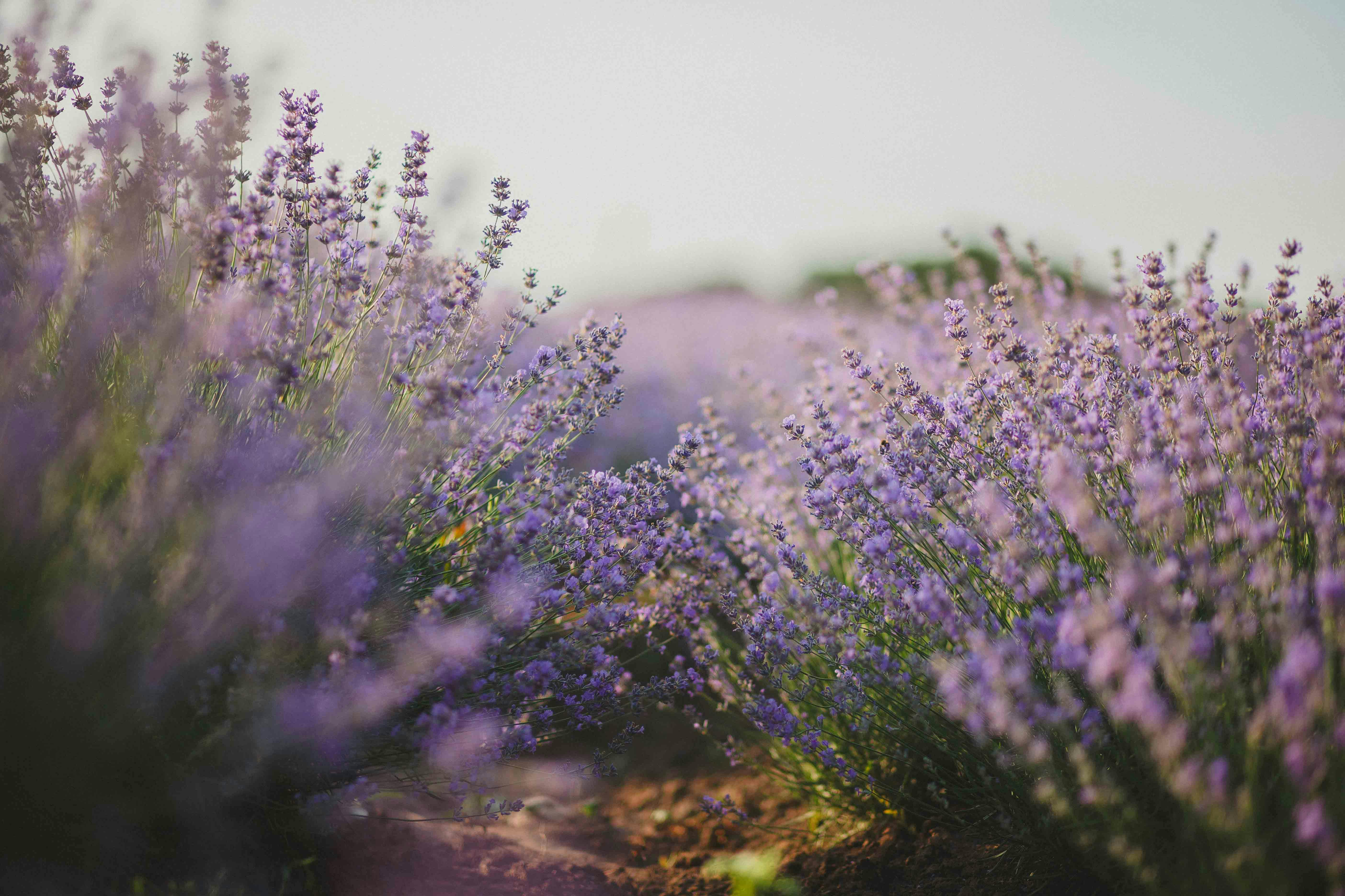Lavender Field Wallpapers  Wallpaper Cave