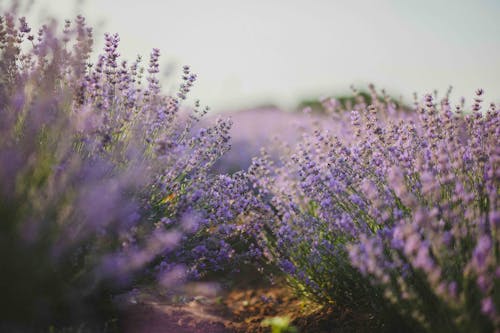 無料 紫の花畑 写真素材
