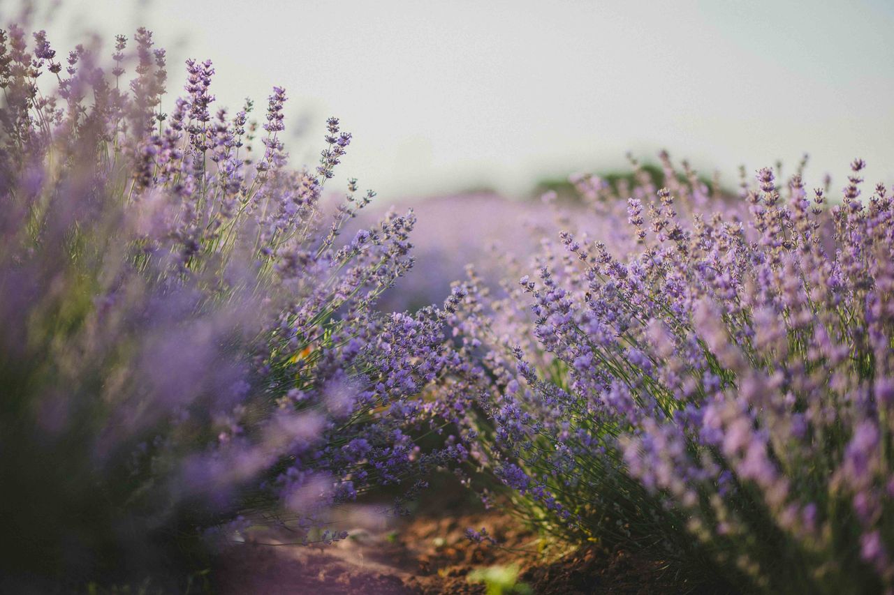 explore the tranquil beauty of a lavender field in full bloom under th
